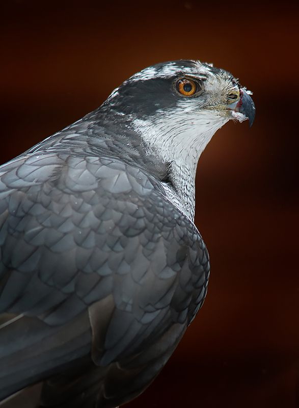 Ястреб фото превью