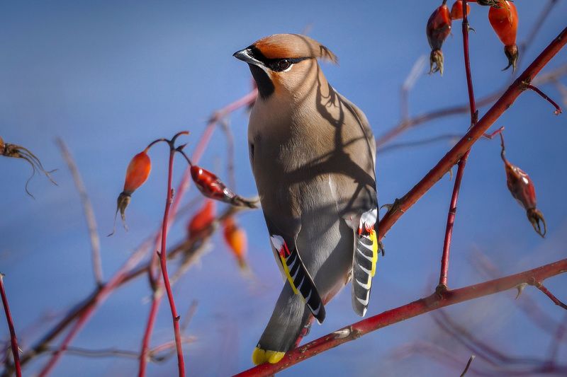 Красавицы-свиристели объедают прошлогодний шиповник. фото превью