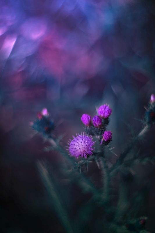 Purple фото превью