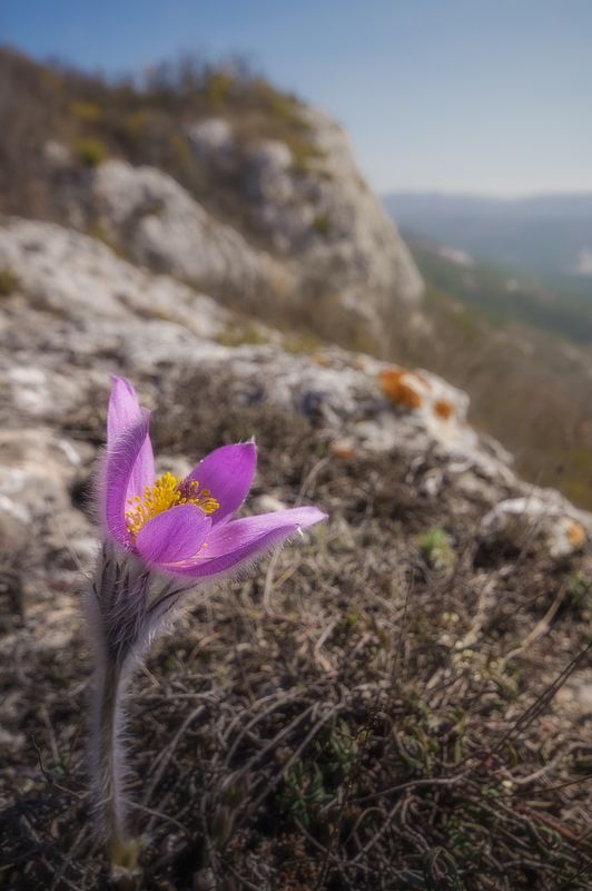 крым, весна, цветы, сон-трава, прострел,  фото превью