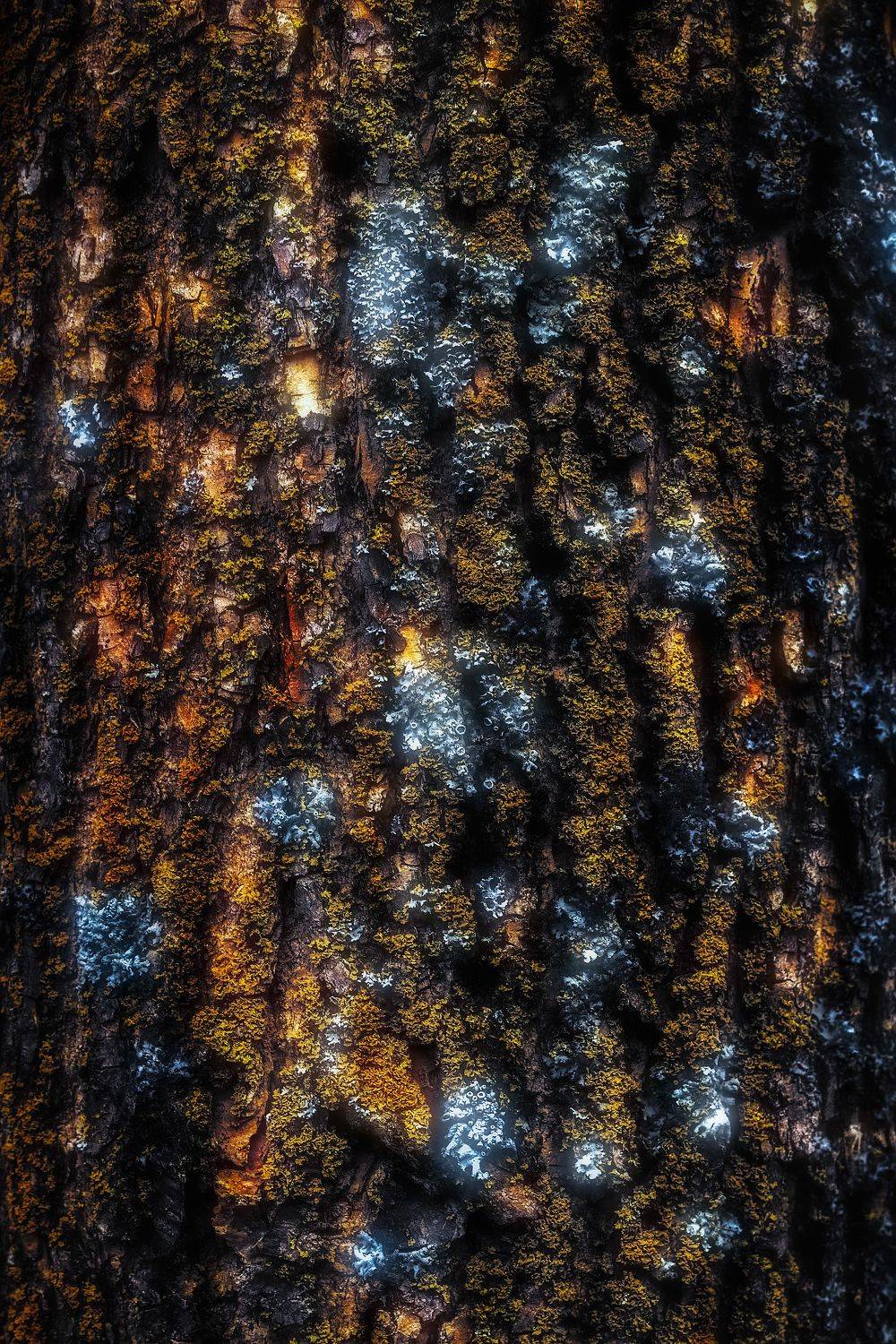 лес лишайники мхи природа свет цвет фотография весна март текстура, Еремеев Дмитрий