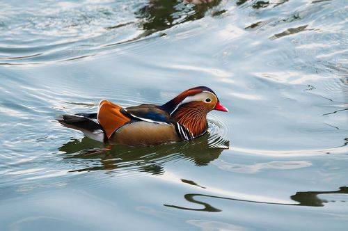 Такие разные мандаринки