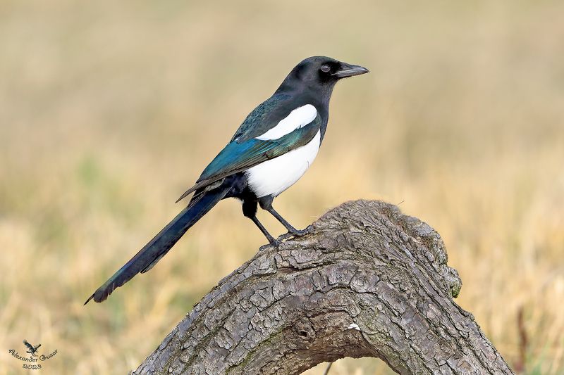 Покоритель вершин. фото превью