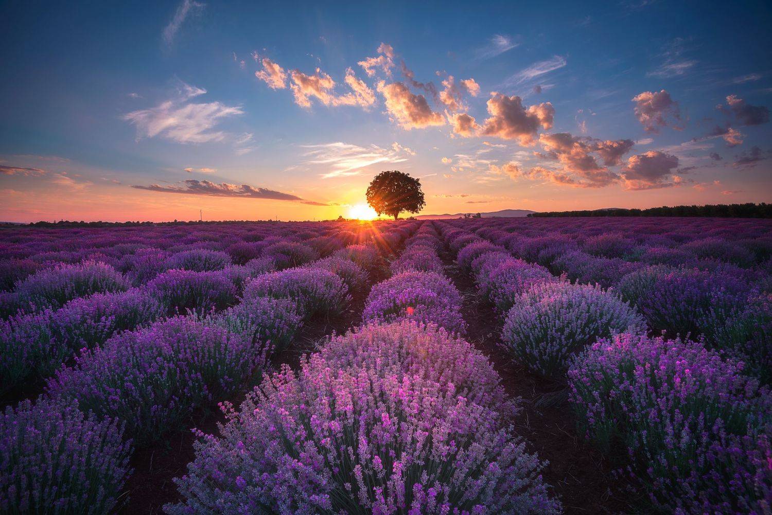 , Mariyana Atanasova - Lucero