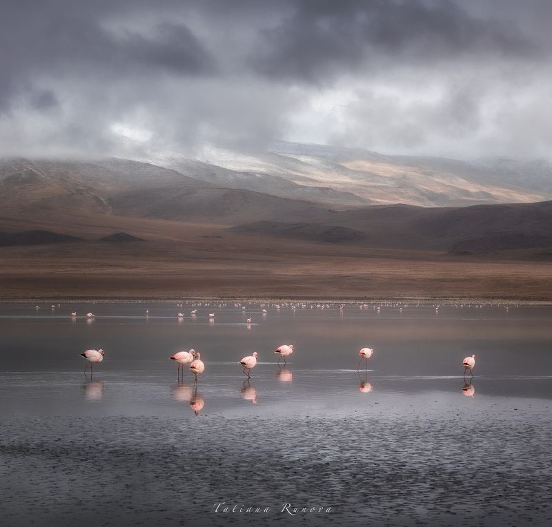 Фламинго на рассвете фото превью