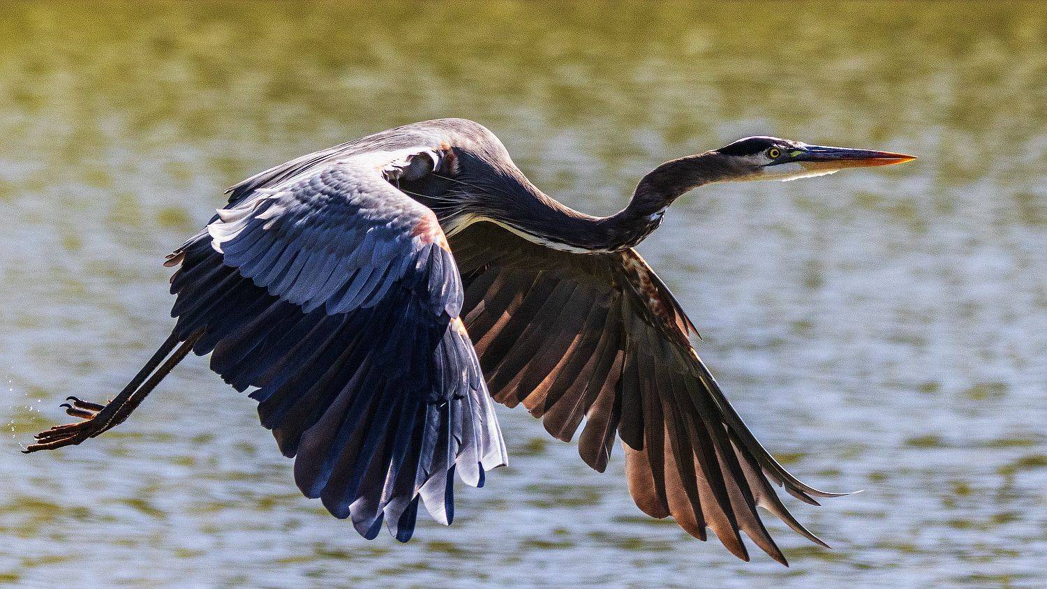 , Леонид Дьяченко