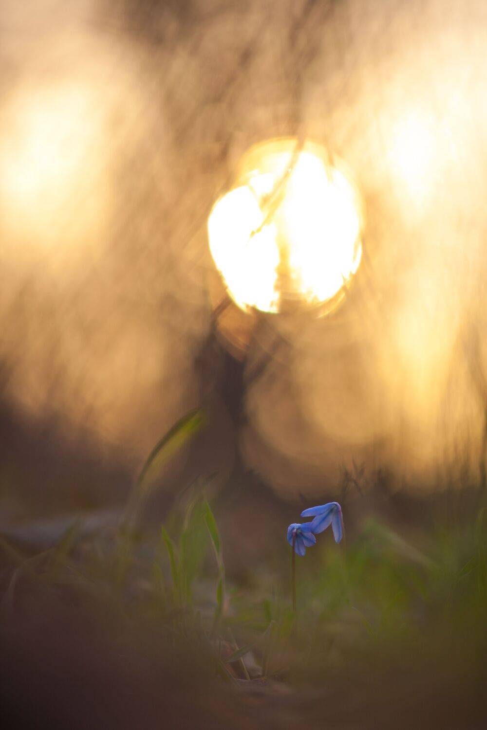 , Викулов Николай