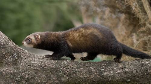 Polecat