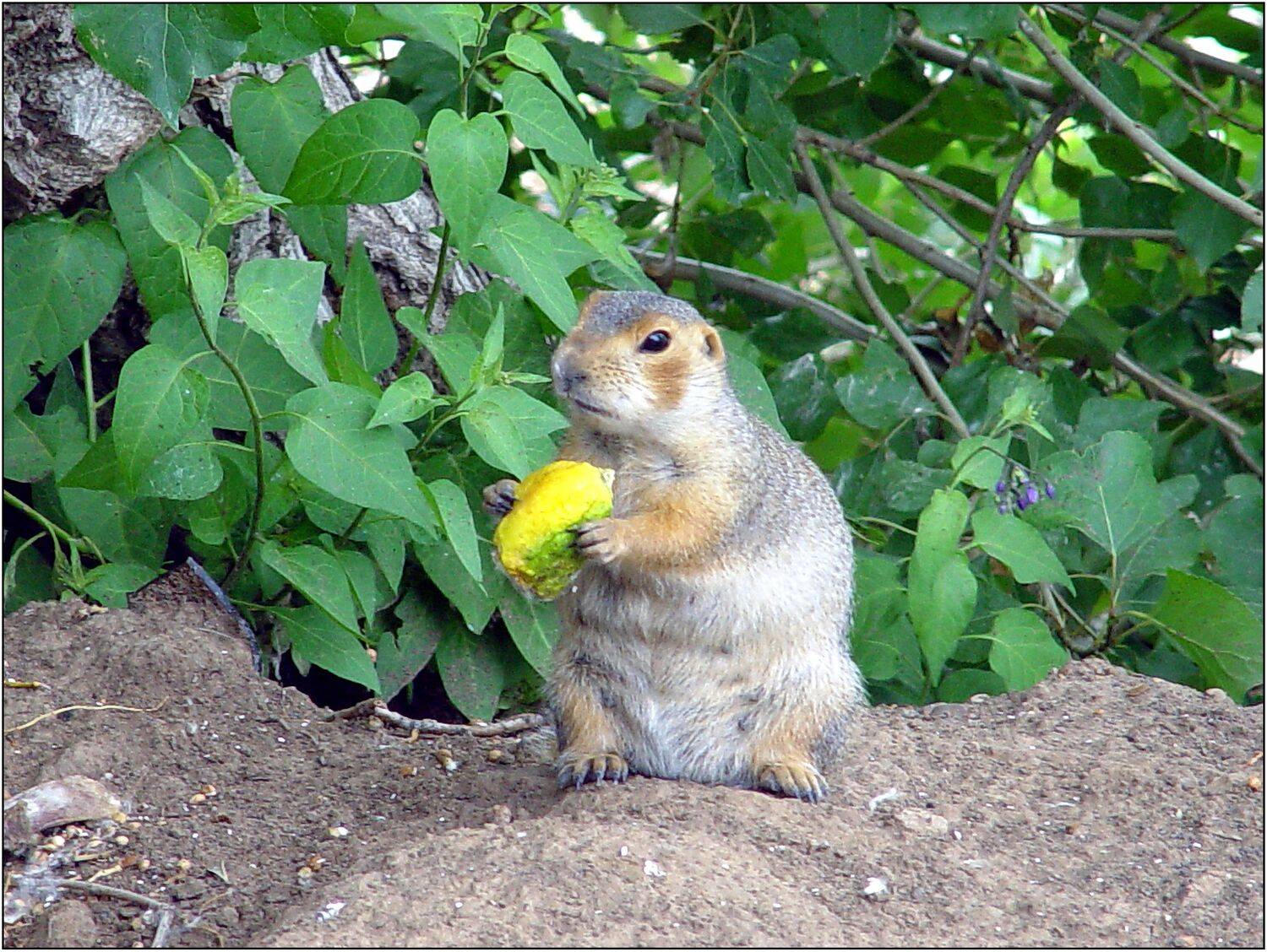 , Меднов Влад