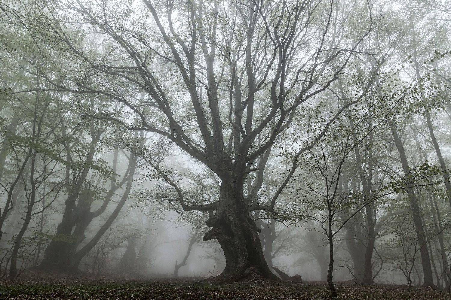 крым, буковый лес, туман, весна, Тильпунов Михаил