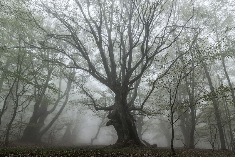 крым, буковый лес, туман, весна Туман в буковом лесу фото превью