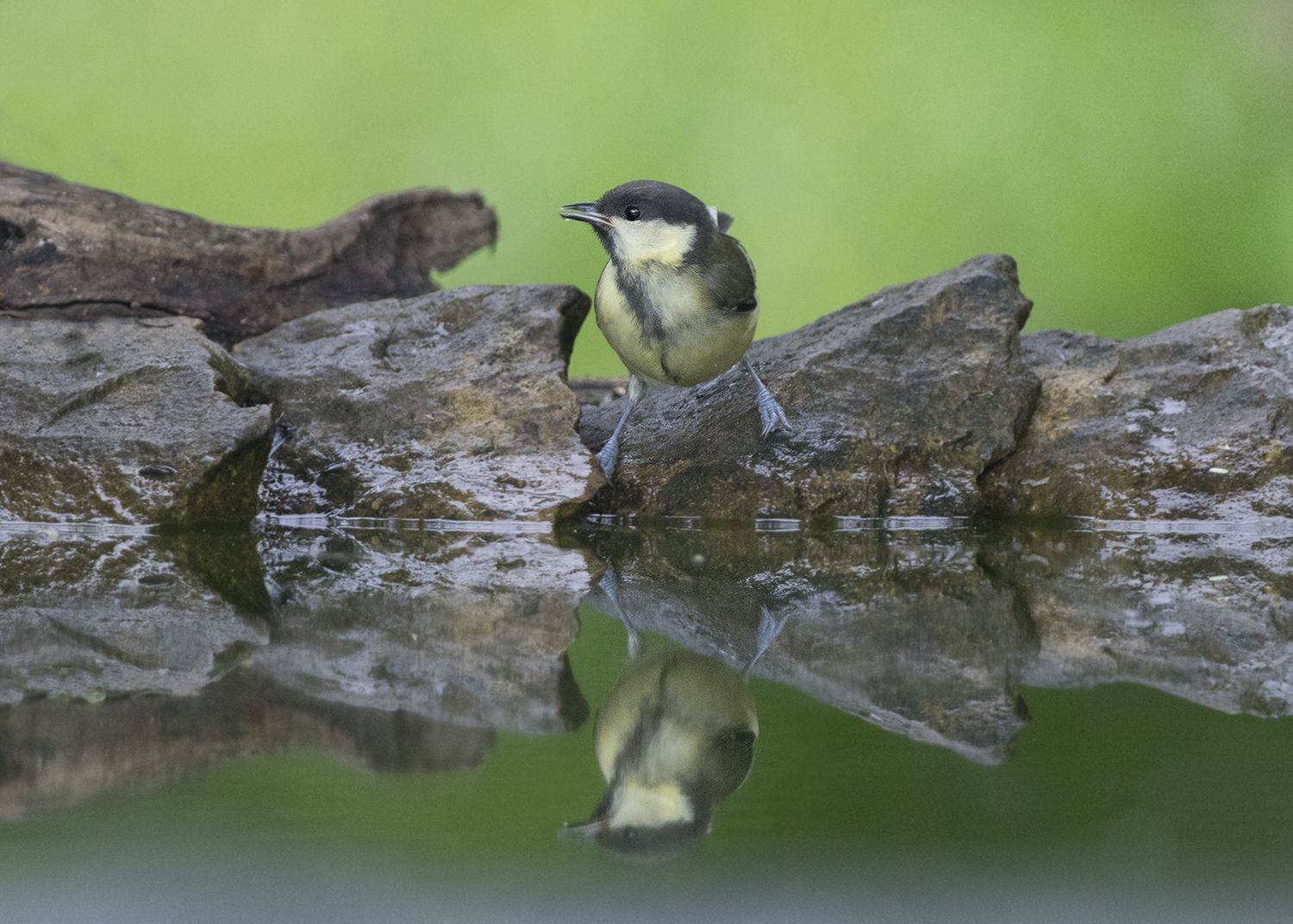 , Евгени Стефанов