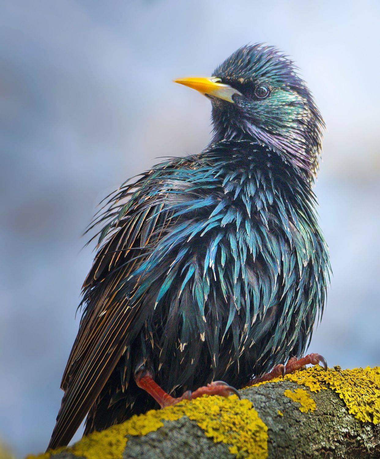 птицы России, птицы Москвы, фотоохота, наблюдение за птицами, птица, птицы, орнитология, nikon, birding, birdwatching, bird freak, Никон Александр