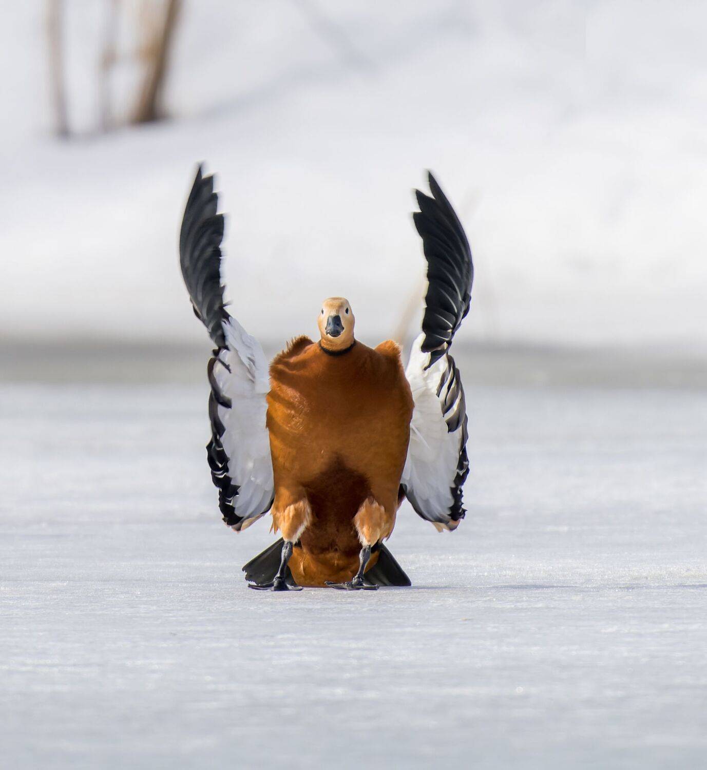 , Дэм Константин
