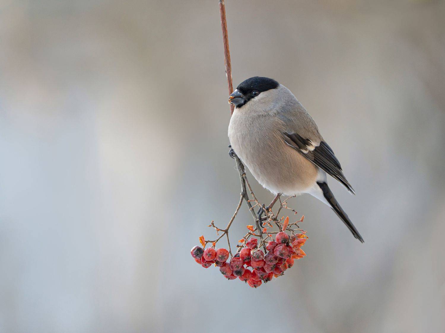 птицы,природа, весна, Андрей Киселёв