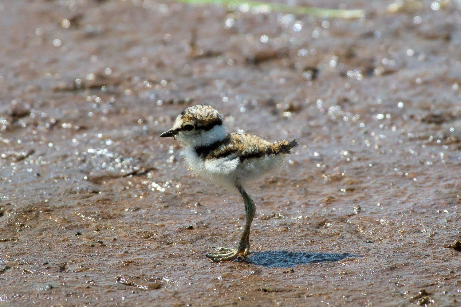 volgograd, russia, wildlife, Charadrius dubius, , Сторчилов Павел