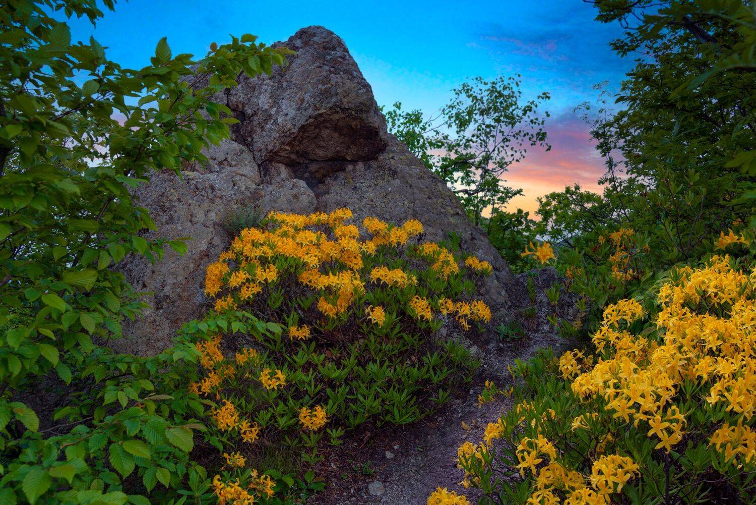 скала,весна,рододендрон,пейзаж,отшельник,кмв, природа, Елена Брежицкая
