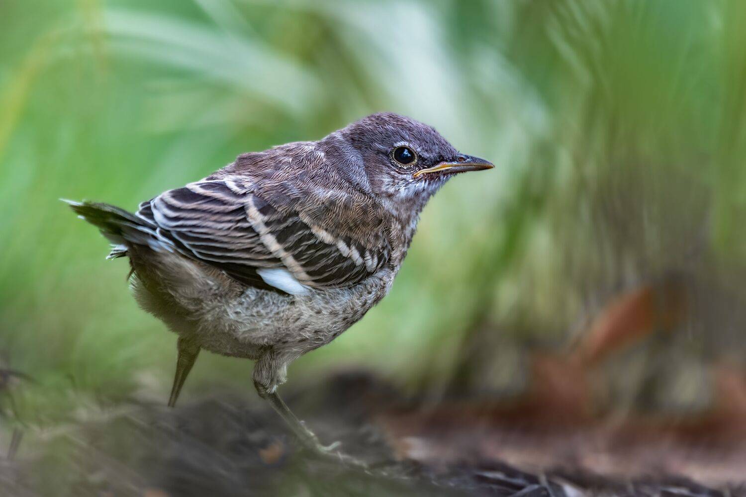 bird, songbird, mockingbird, songbirds, mockingbirds, nature, animals, wild,, Atul Saluja
