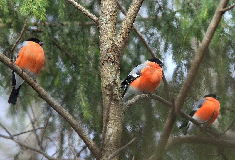 Трио кавалеров фото превью