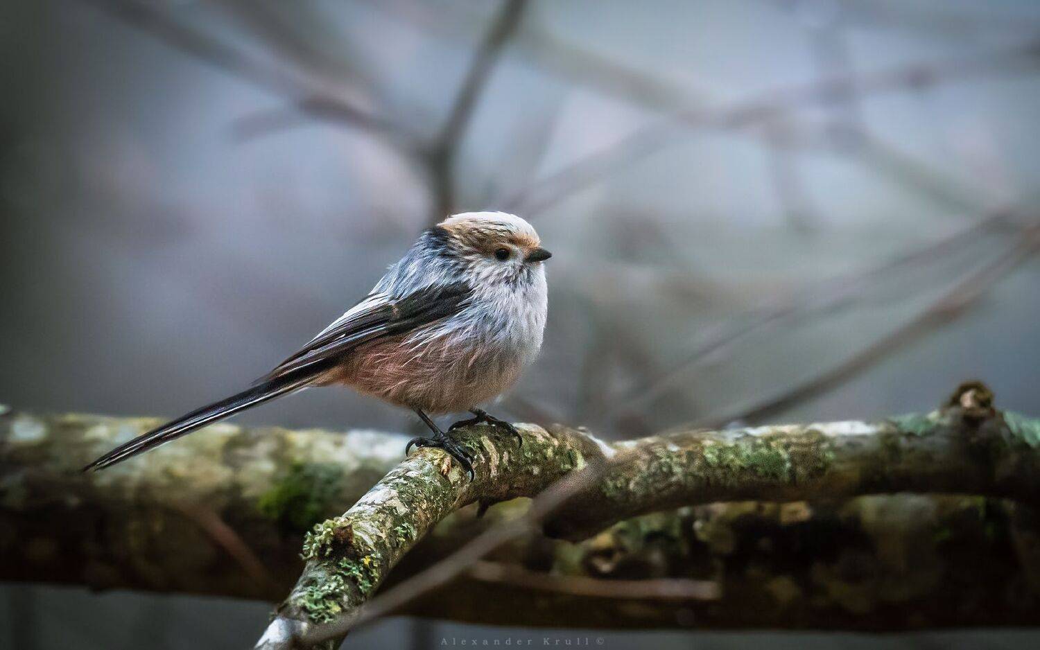 , Круль Александр