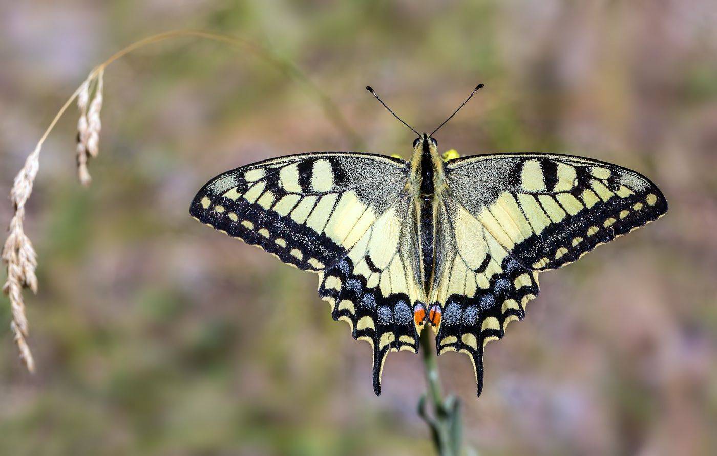 насекомые, бабочка, парусник, махаон, лето, Борис Новиков
