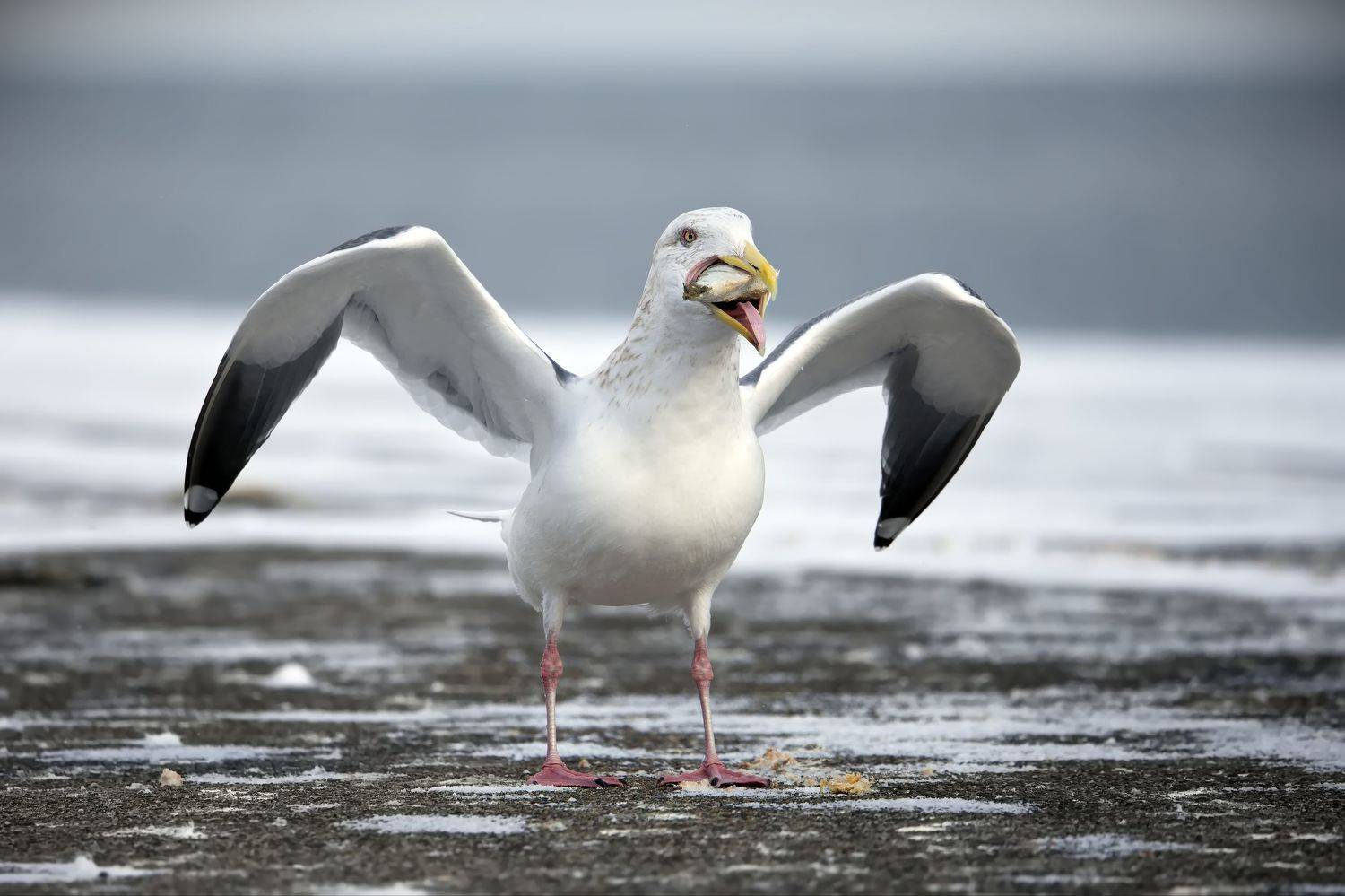 , Александр Перов