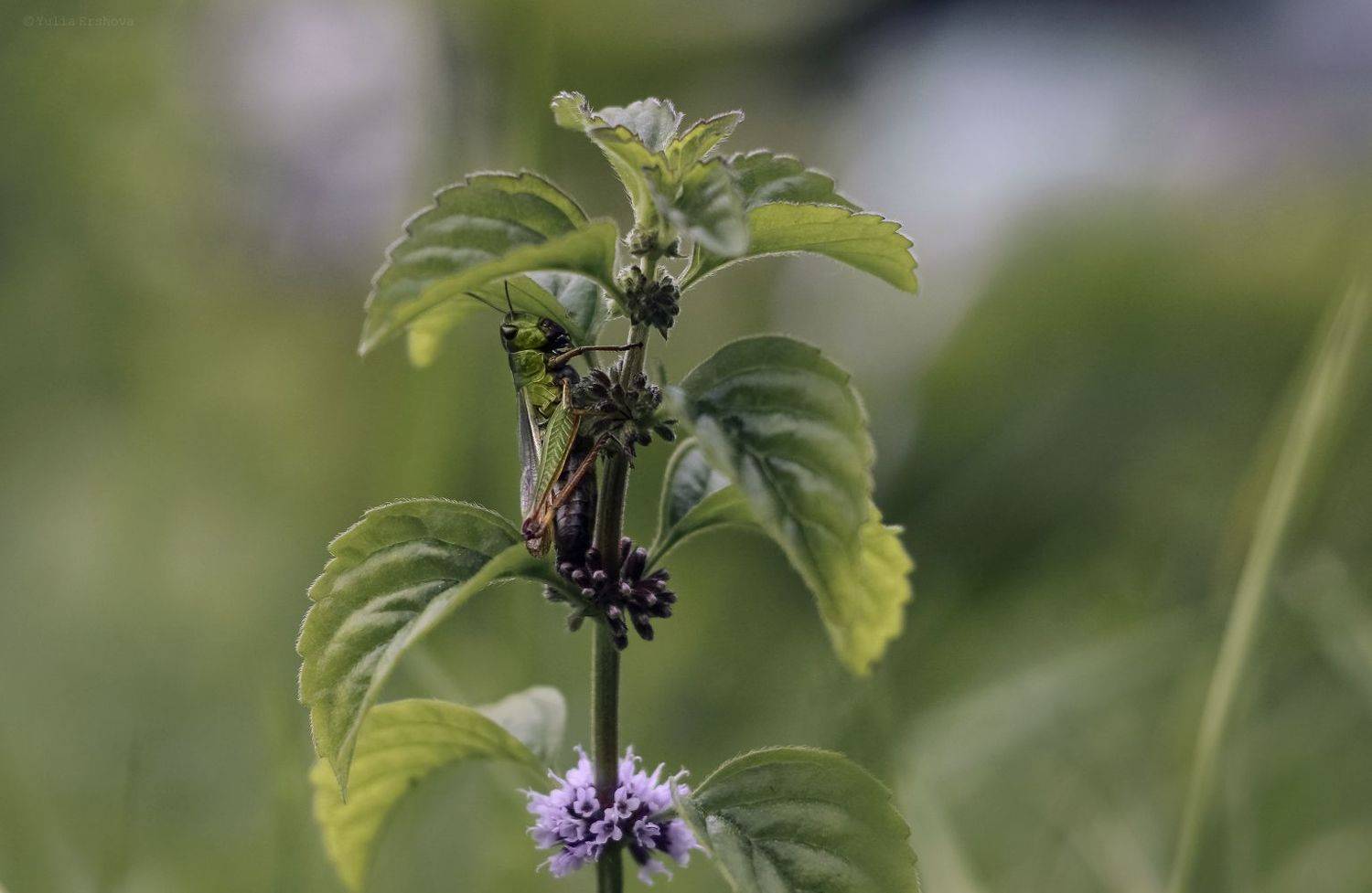 кобылка, макро, macro, Ершова Юлия