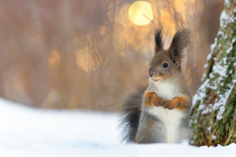 белка весенняя фото превью