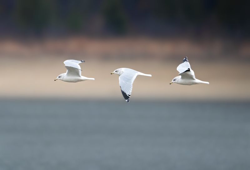 Fly High фото превью