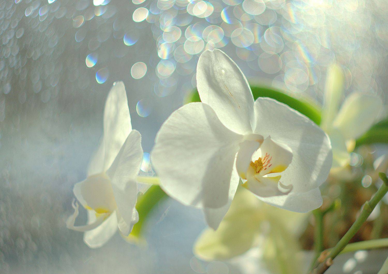 , Хохлова Наталья