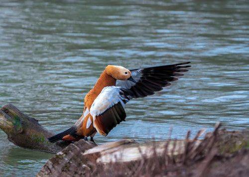 Красная утка