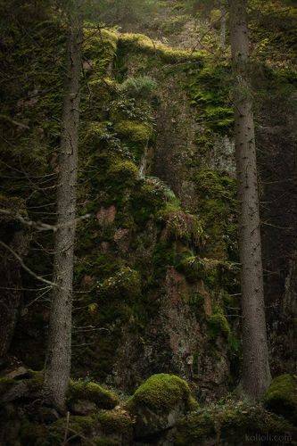 Мифический лес