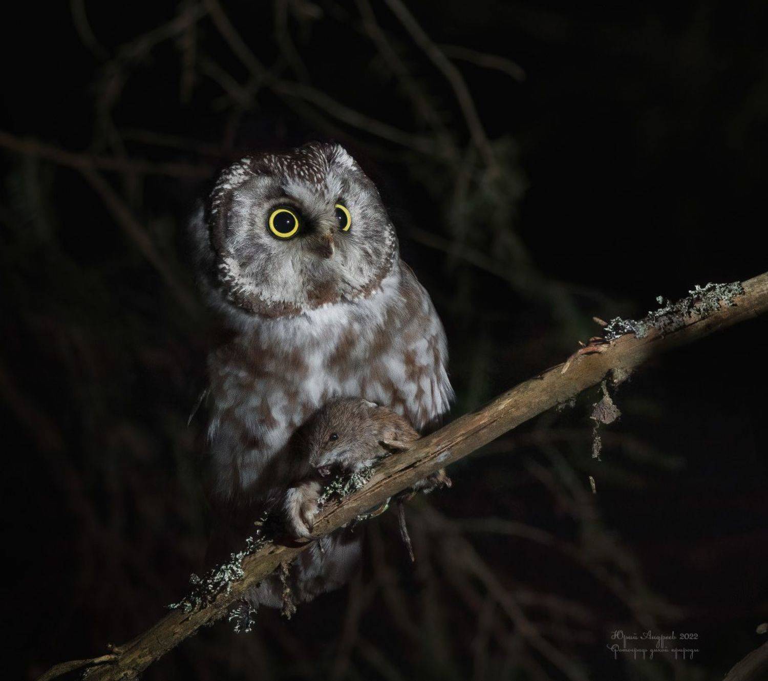 мохноногий сыч, aegolius funereus, ночной лес, Юрий Андреев
