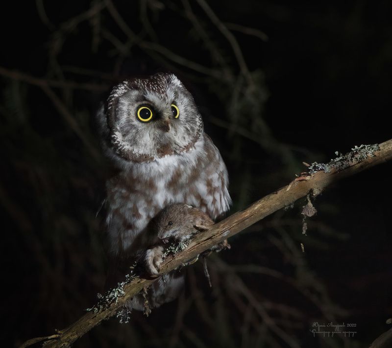 мохноногий сыч, aegolius funereus, ночной лес Ночь и мохноногий сыч фото превью