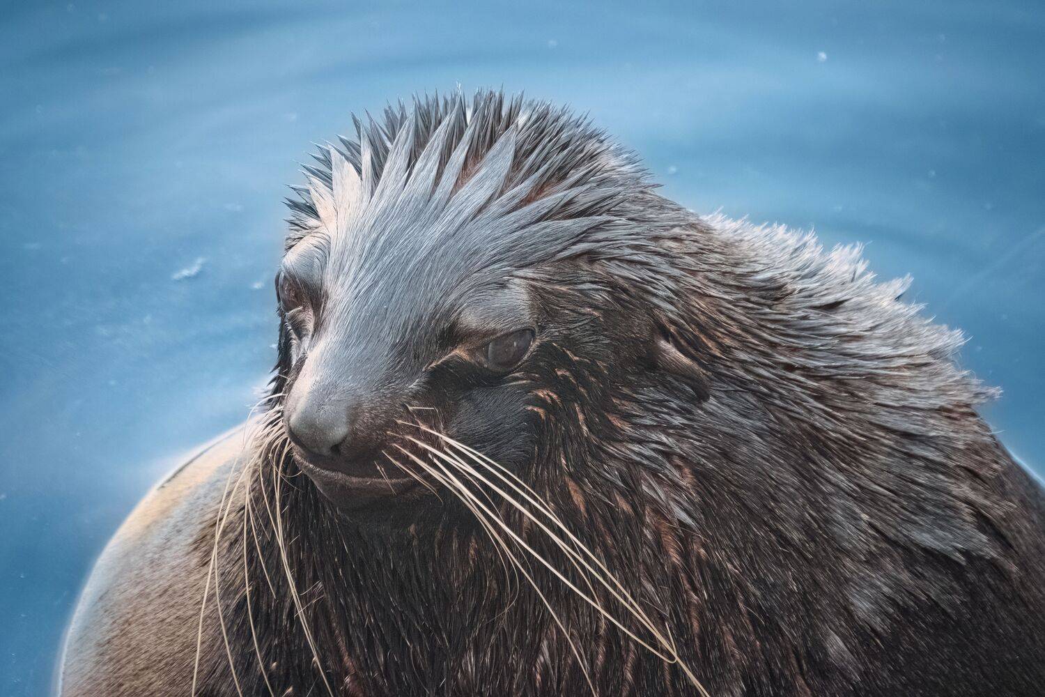 животные, млекопитающие, ластоногие, animals, mammals, Дудников Александр