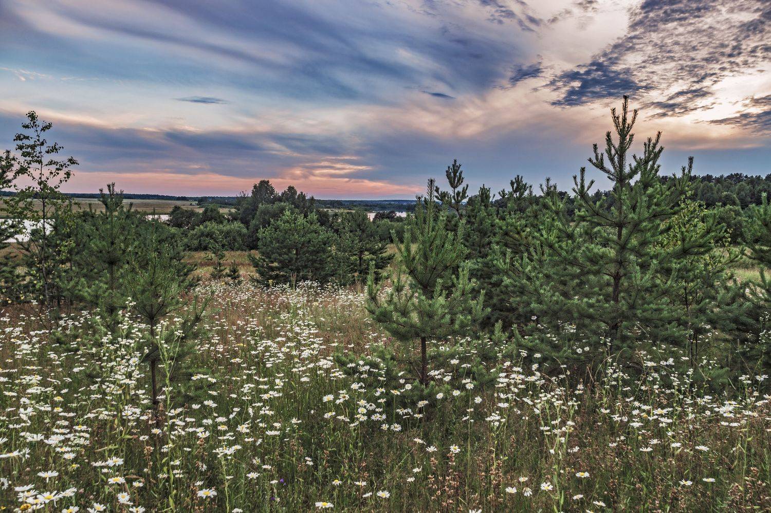 лето.берег. цветы. вечер., Шитов Александр