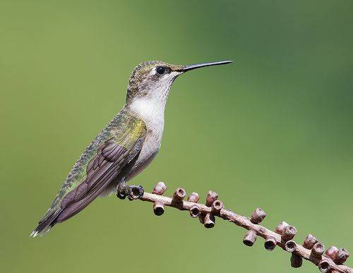 Female. Ruby-throated Hummingbird -Рубиновогорлый колибри. самка
