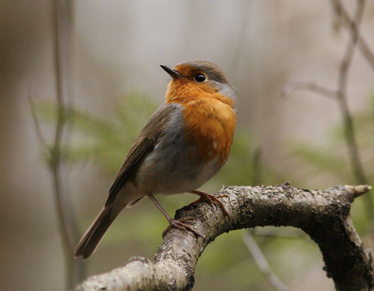 erithacus rubecula, Хромушин Олег
