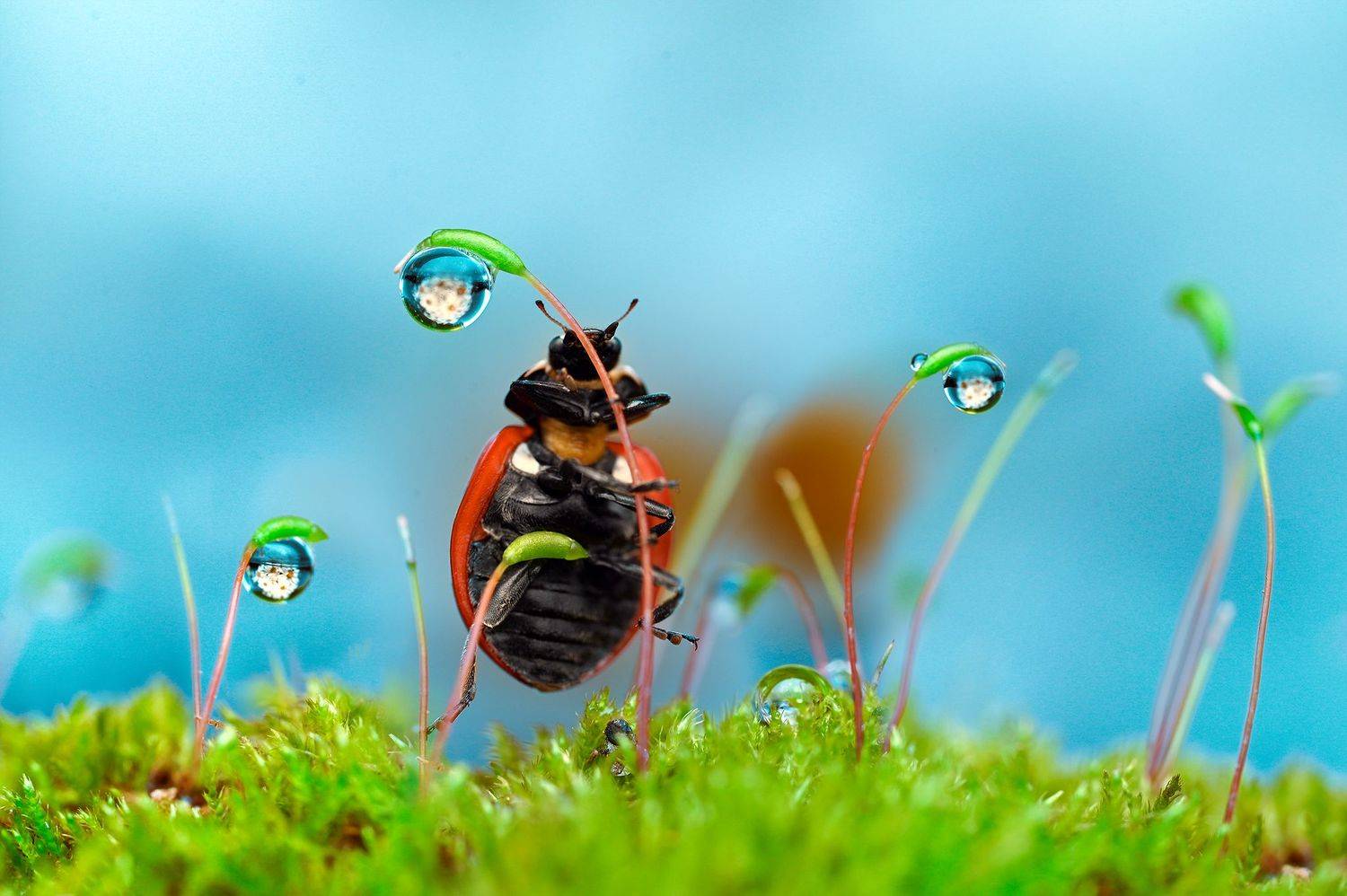 ceclii,macro, Ganev Tsvetan