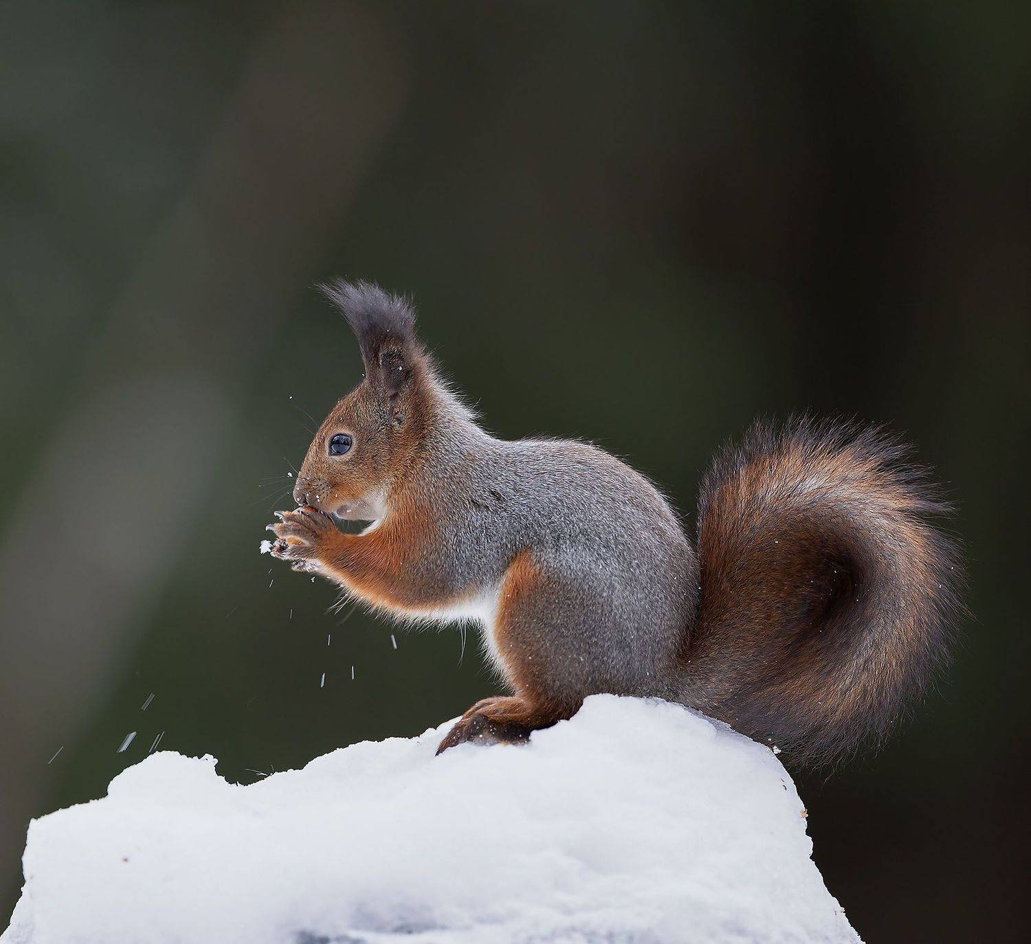 белка, орех,лес,зима, природа, squirrel, beautiful, forest, nut, winter, nature, Стукалова Юлия