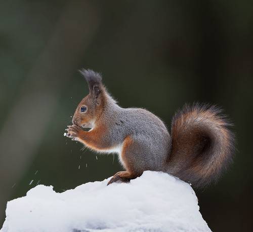Белочка с добычей