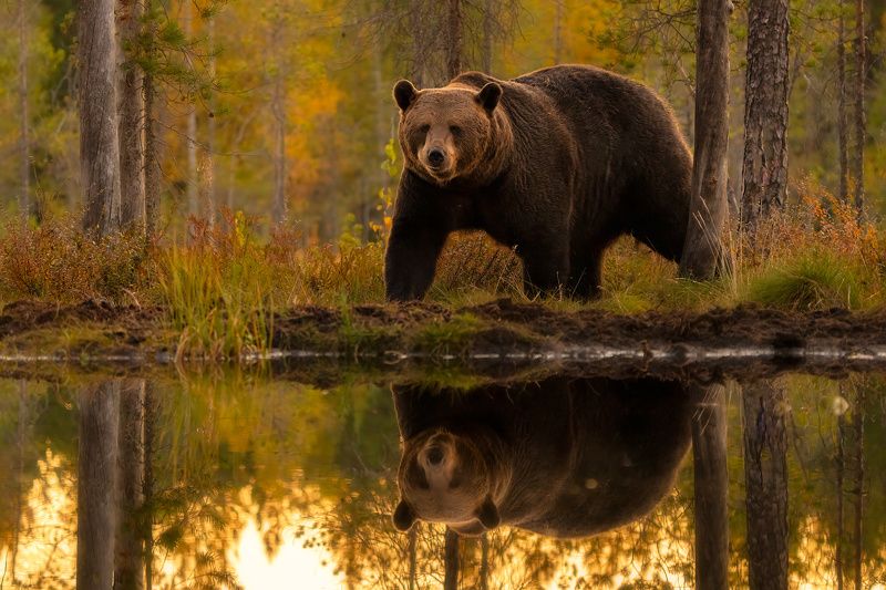 Brown bear (Ursus arctos) фото превью