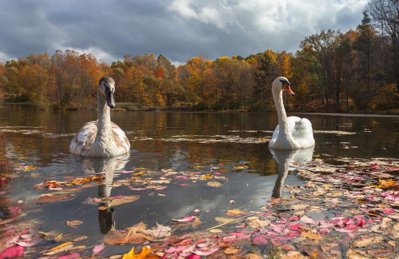 животные,птицы,лебеди,озеро,осень,листья,отражения,фотоохота,природа, А мы тебя не боимся... фото превью