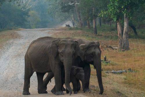 Family