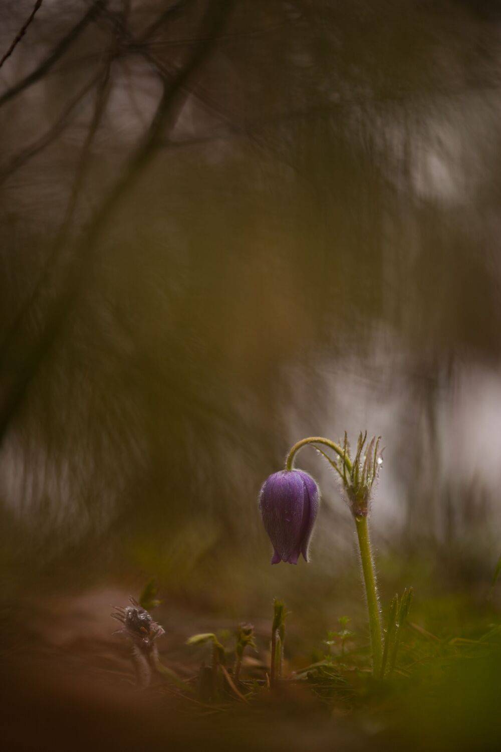 , Викулов Николай