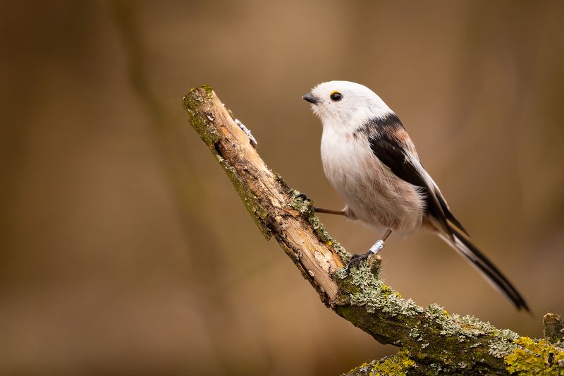 Long-teiled Ti фото превью