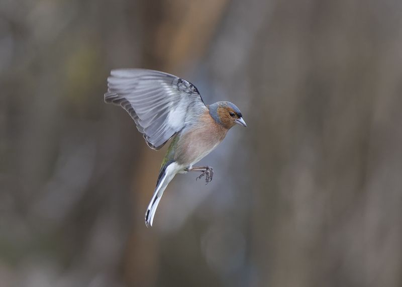 Зяблики фото превью