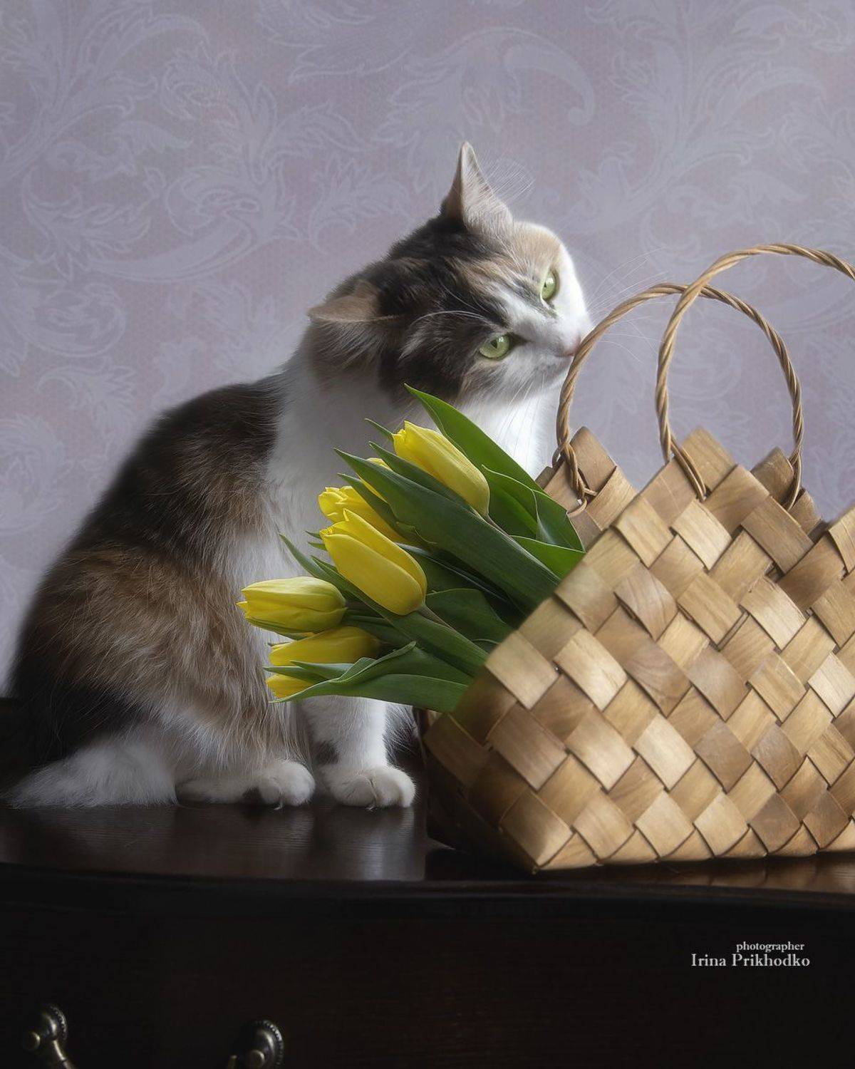 постановочное фото, натюрморт, цветы, букеты, тюльпаны, кошка, домашние питомцы, Приходько Ирина