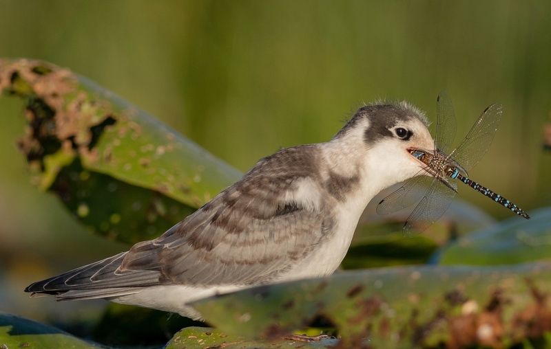 Чёрная крачка фото превью