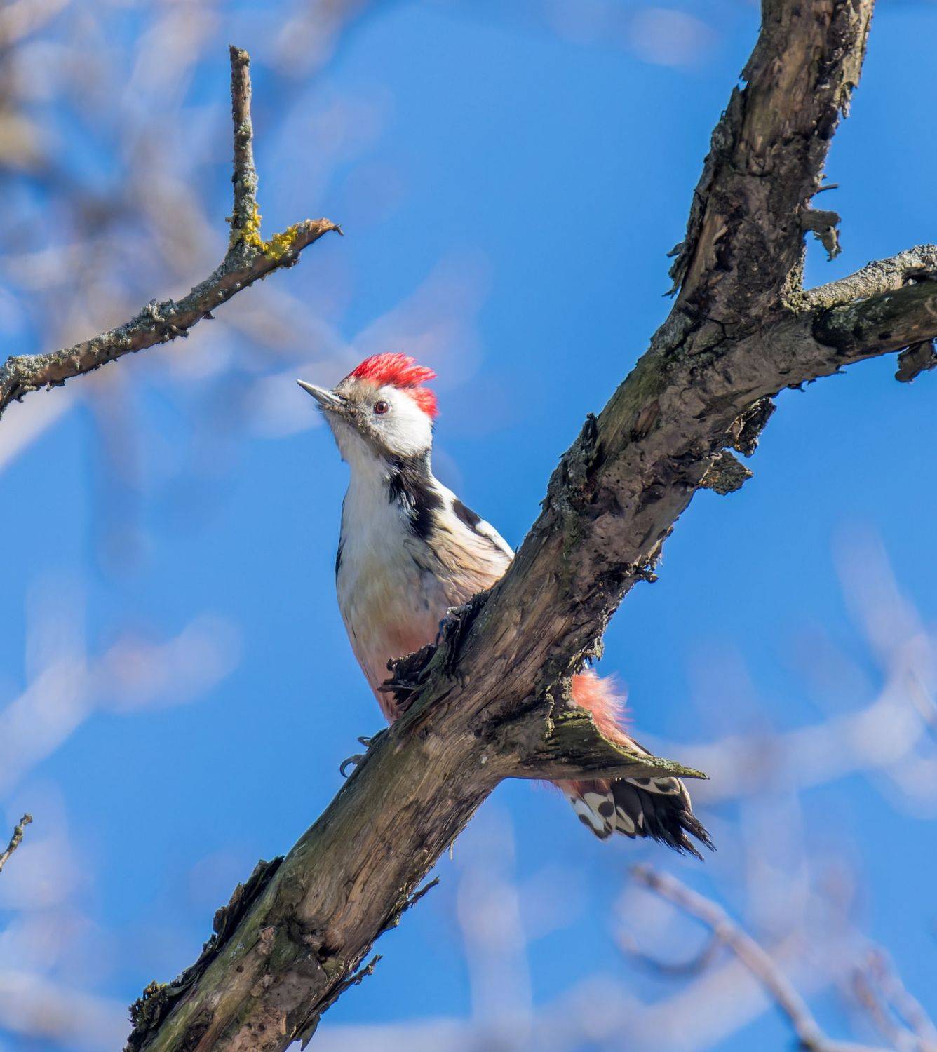 , Дэм Константин